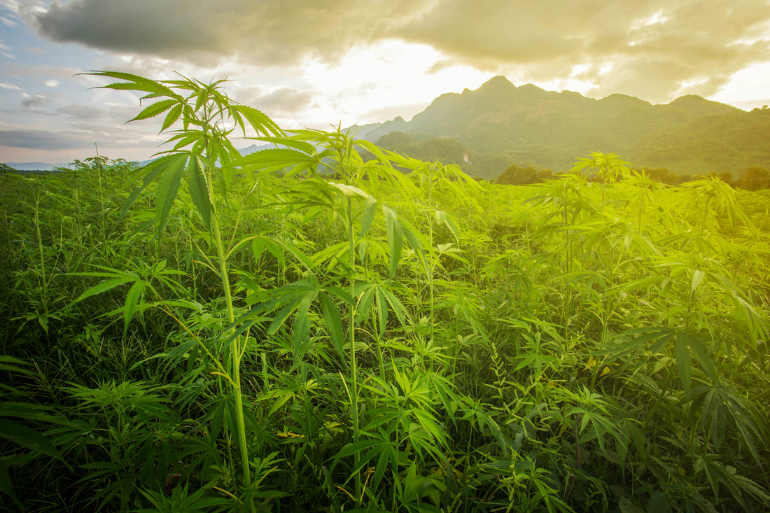 CBD History